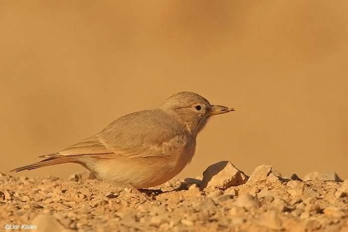     Desert Lark   Ammomanes deserti                            , 2008.: 